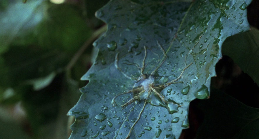Raindrops (and alien pods) are falling in the 1978 remake of Invasion of the Body Snatchers